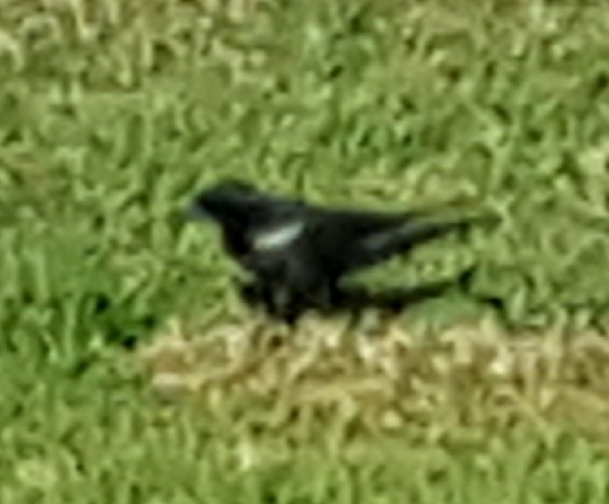 Tricolored Blackbird - ML25151751