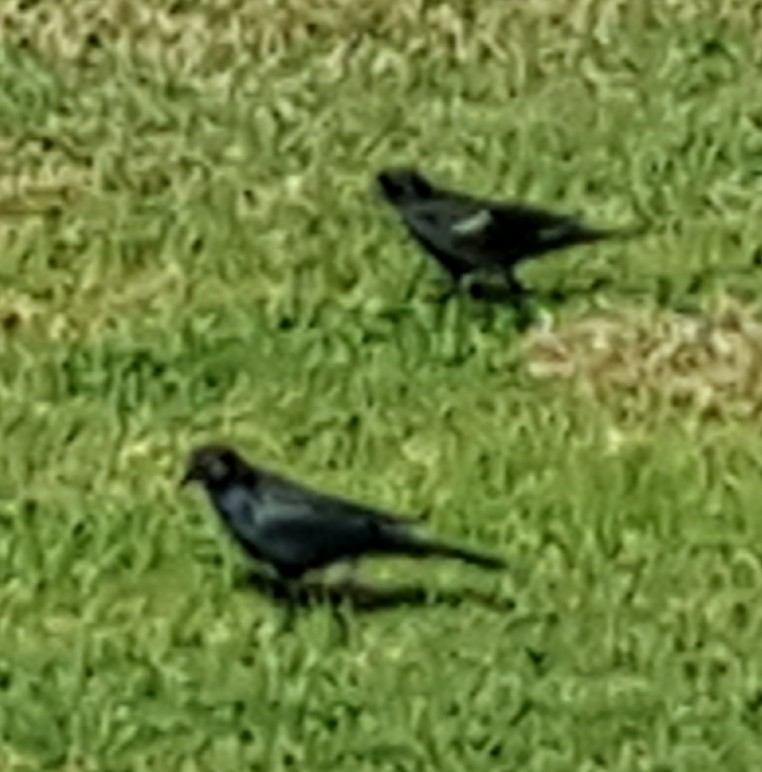 Tricolored Blackbird - ML25151761