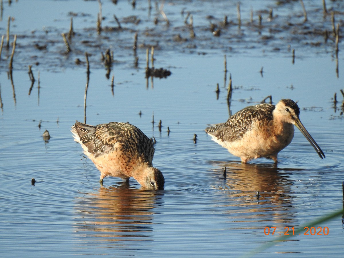 Long-billed Dowitcher - ML251519141
