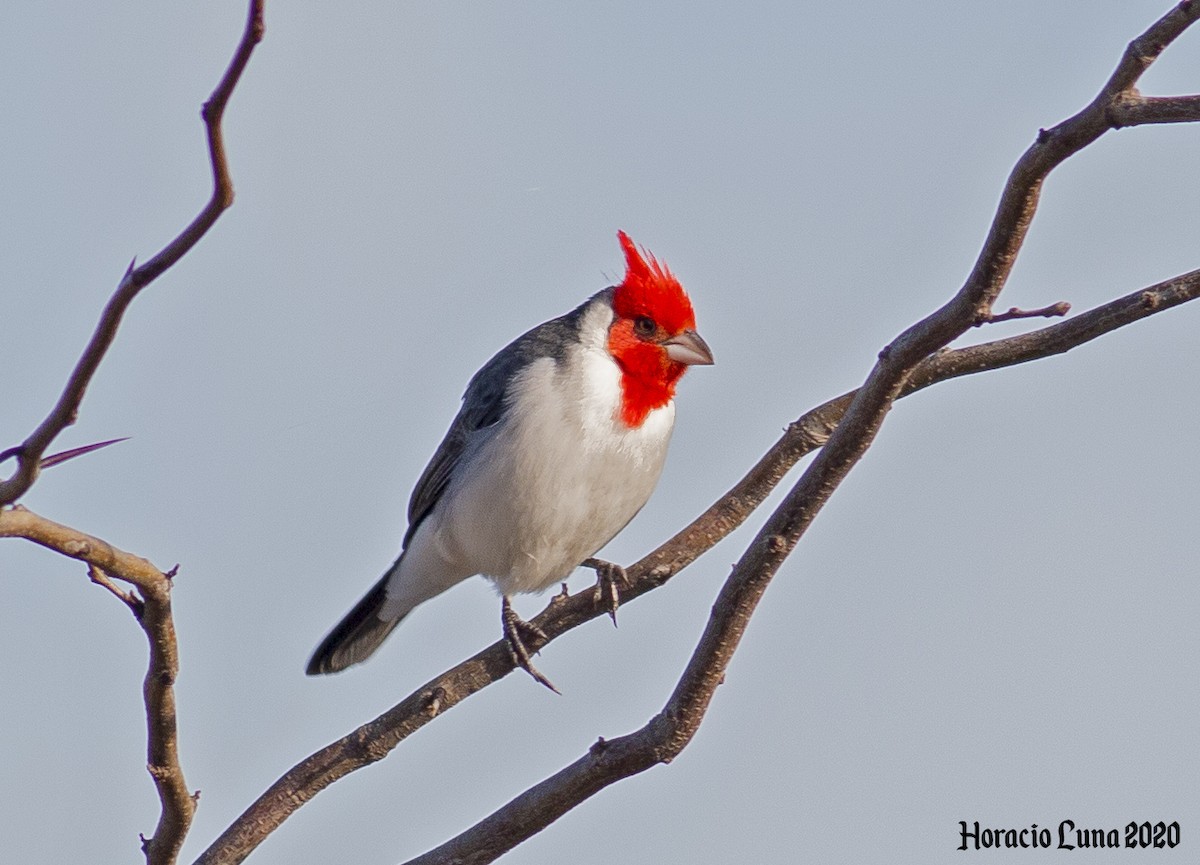Red-crested Cardinal - Horacio Luna