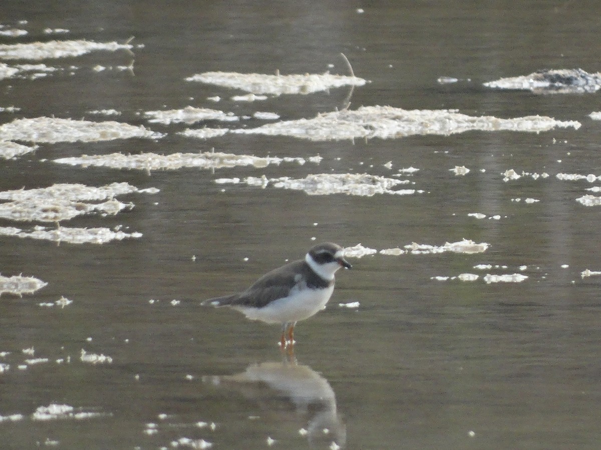 Semipalmated Plover - ML251529771
