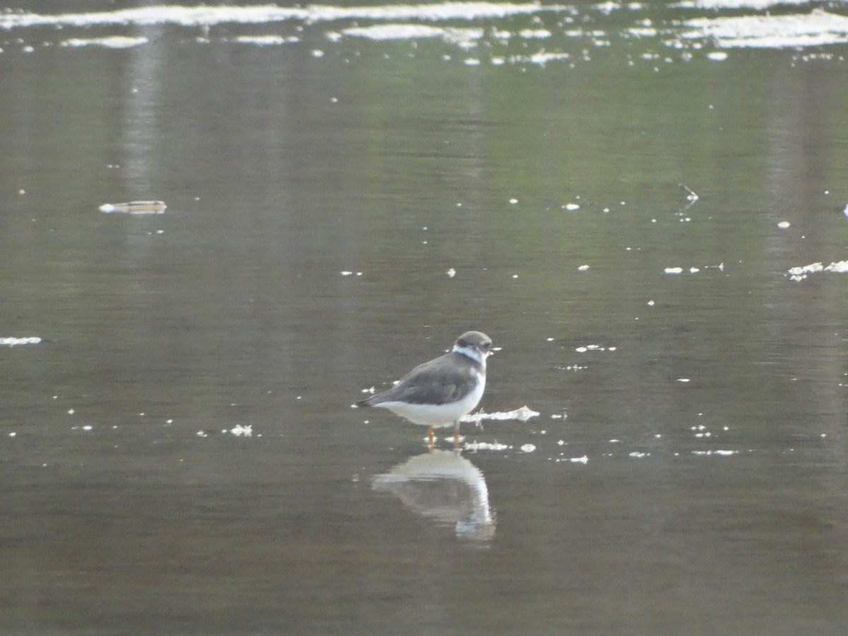 Semipalmated Plover - ML251529831