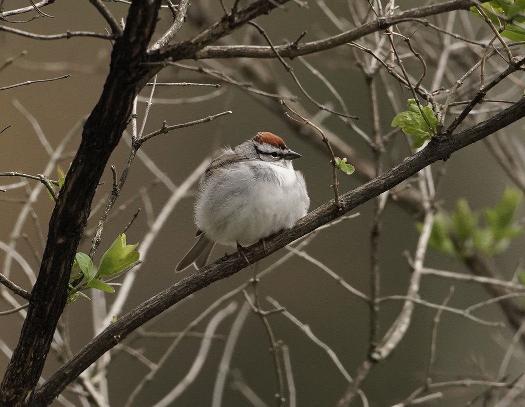 Chipping Sparrow - ML251532461