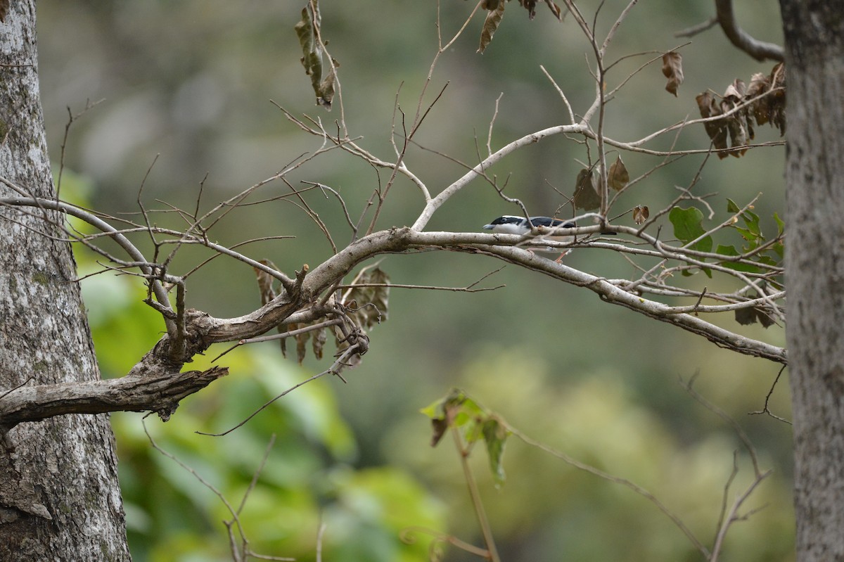 White-browed Shrike-Babbler (Himalajawürgervireo) - ML251534371