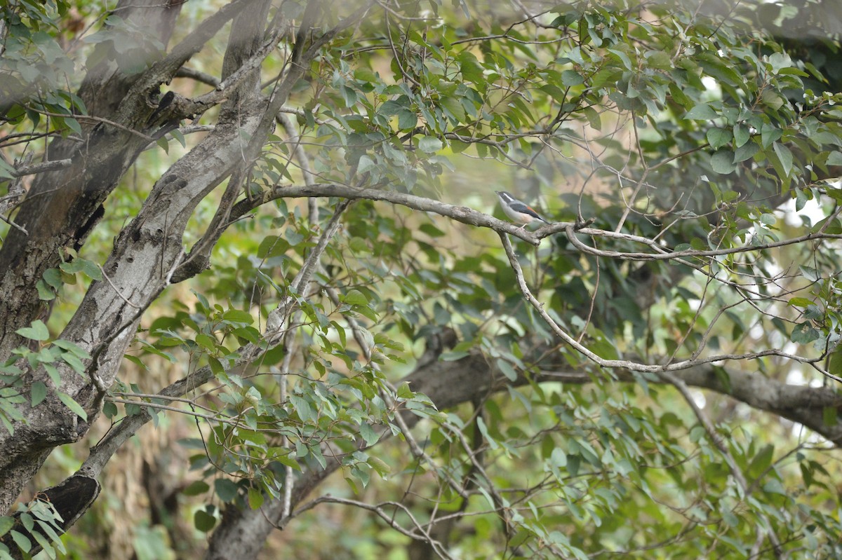 White-browed Shrike-Babbler (Himalayan) - Andrew Walker