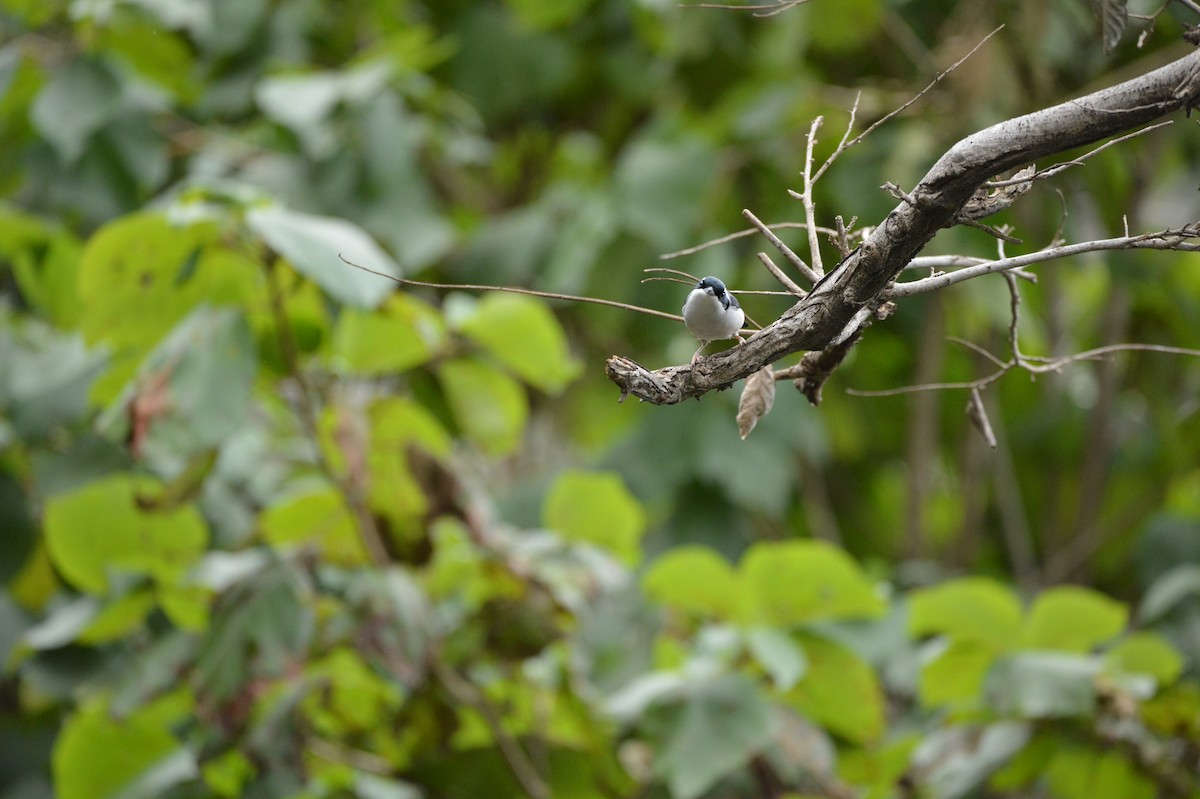 White-browed Shrike-Babbler (Himalayan) - ML251534391