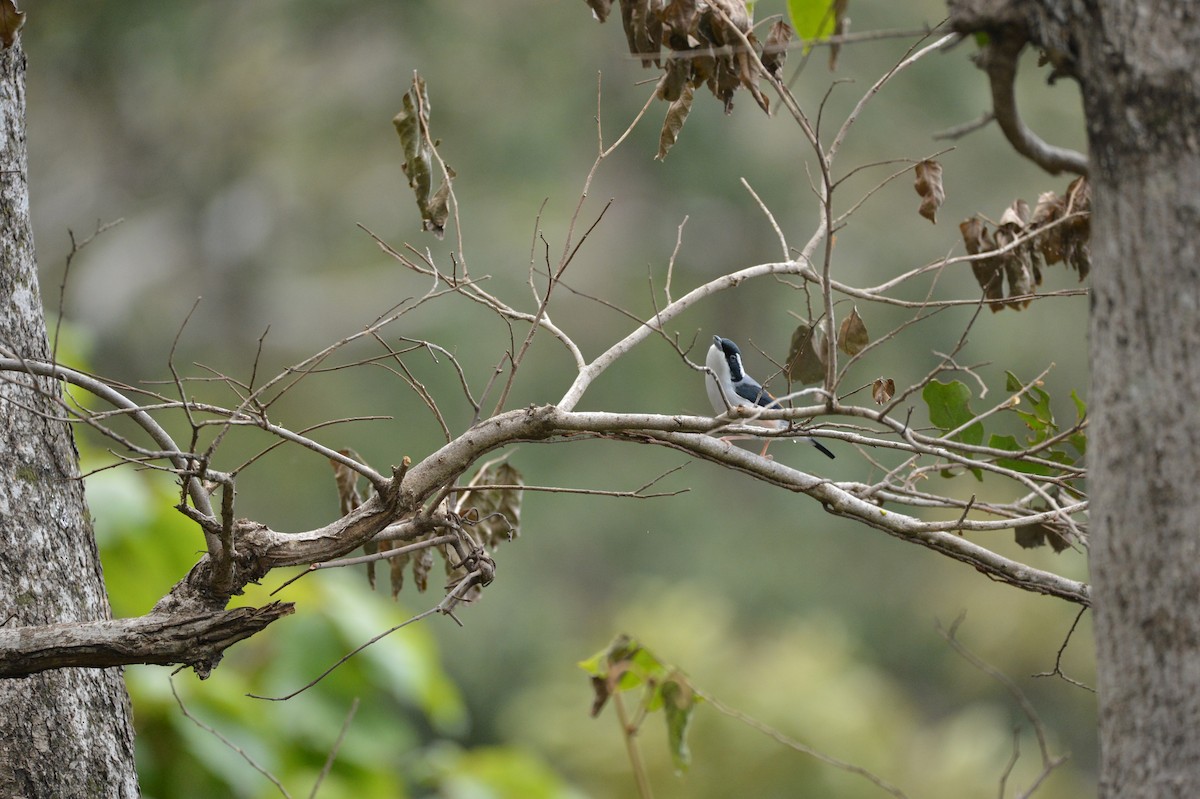 White-browed Shrike-Babbler (Himalayan) - Andrew Walker