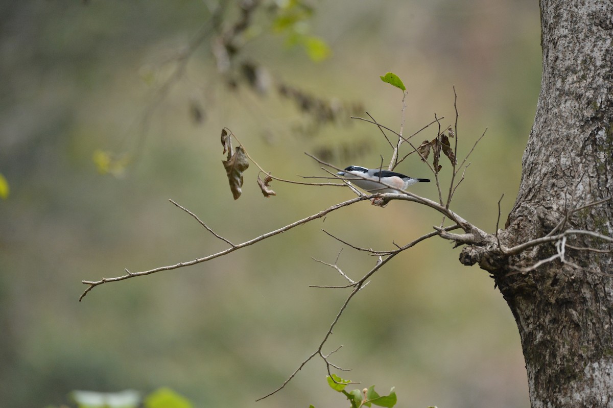 White-browed Shrike-Babbler (Himalayan) - ML251534431