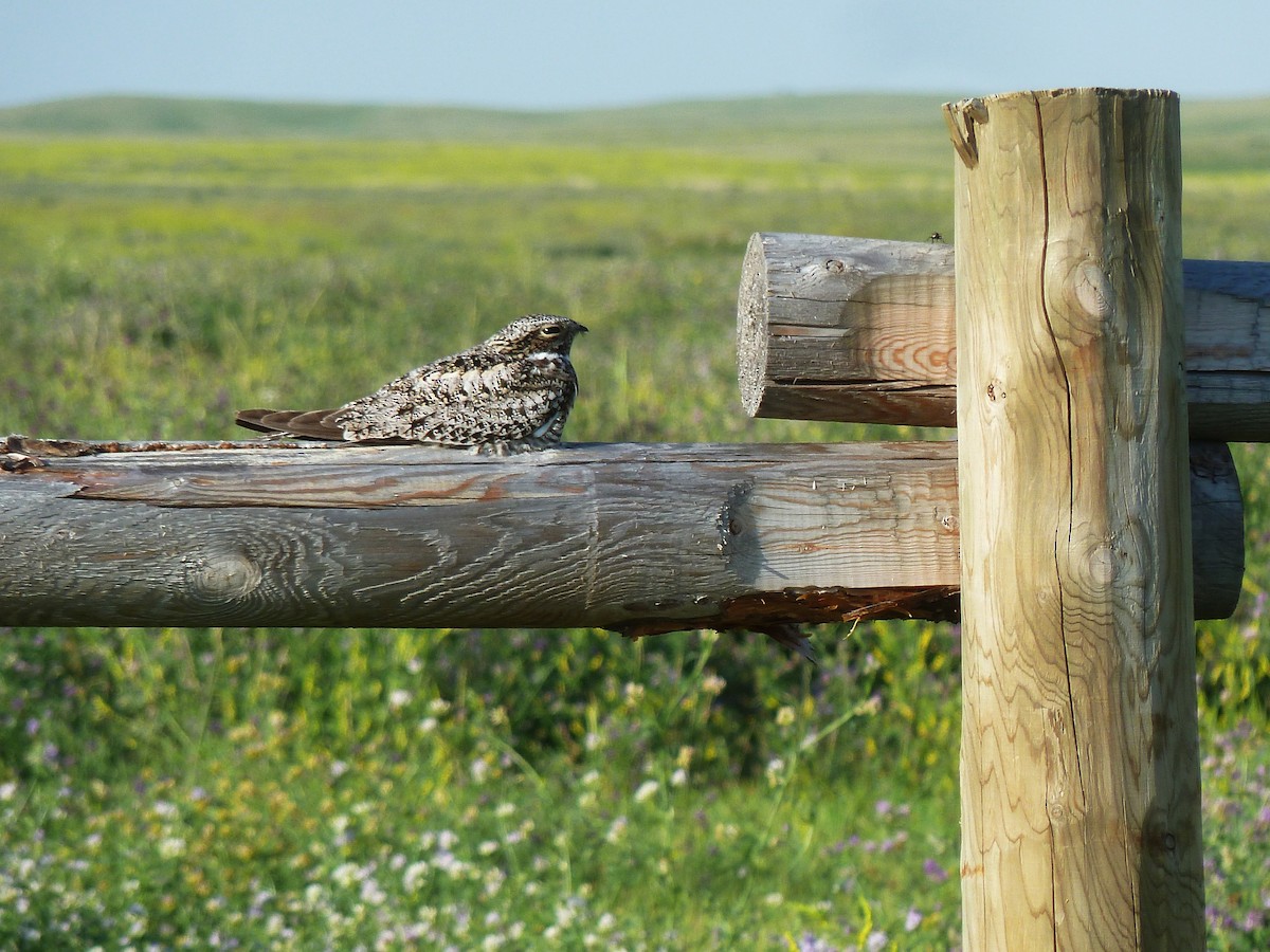 Common Nighthawk - Vincent  T Cottrell