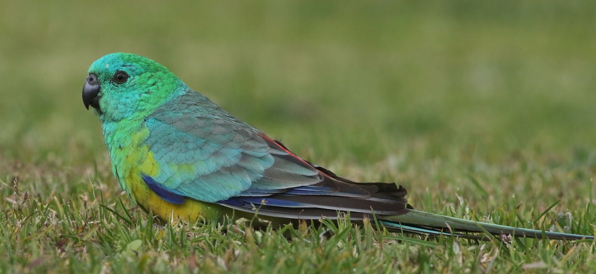 Red-rumped Parrot - ML251535581