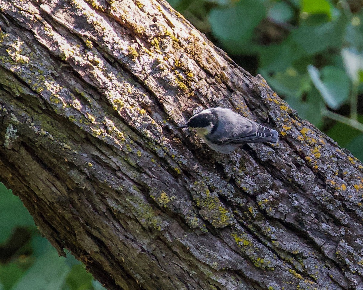 White-breasted Nuthatch - ML251537901