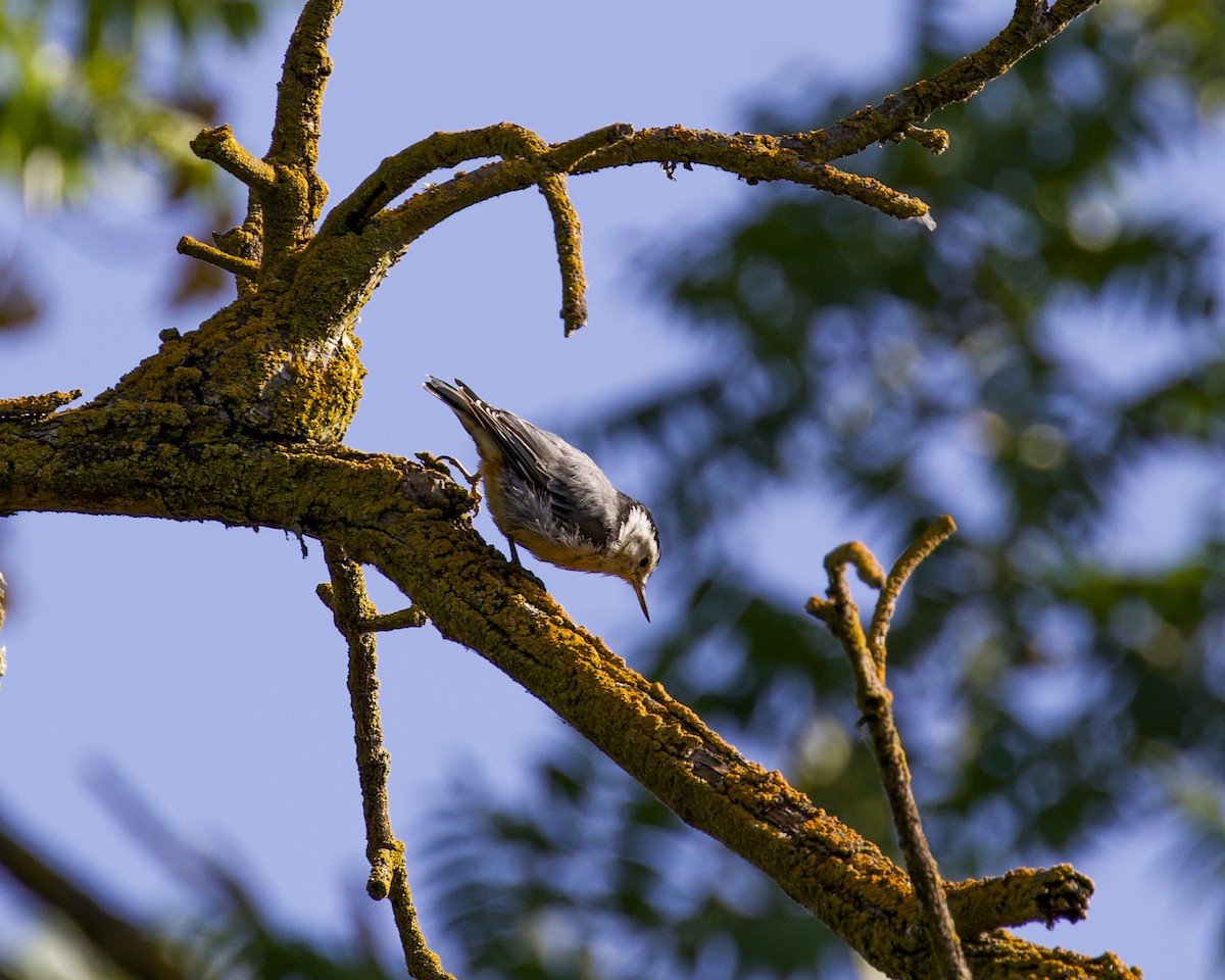 White-breasted Nuthatch - ML251537911