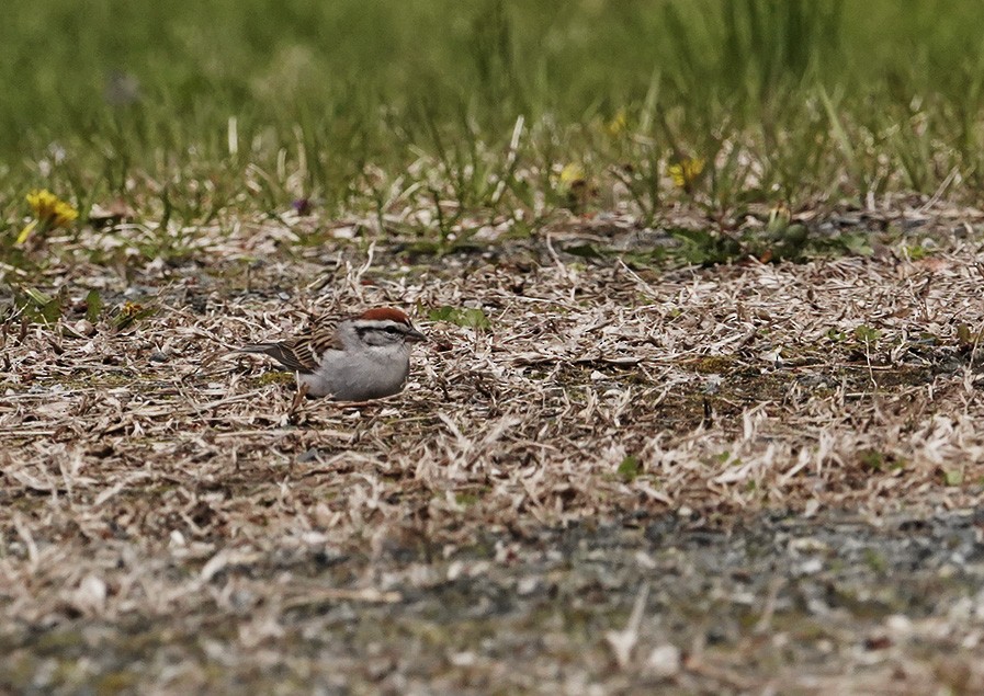Chipping Sparrow - ML251543111