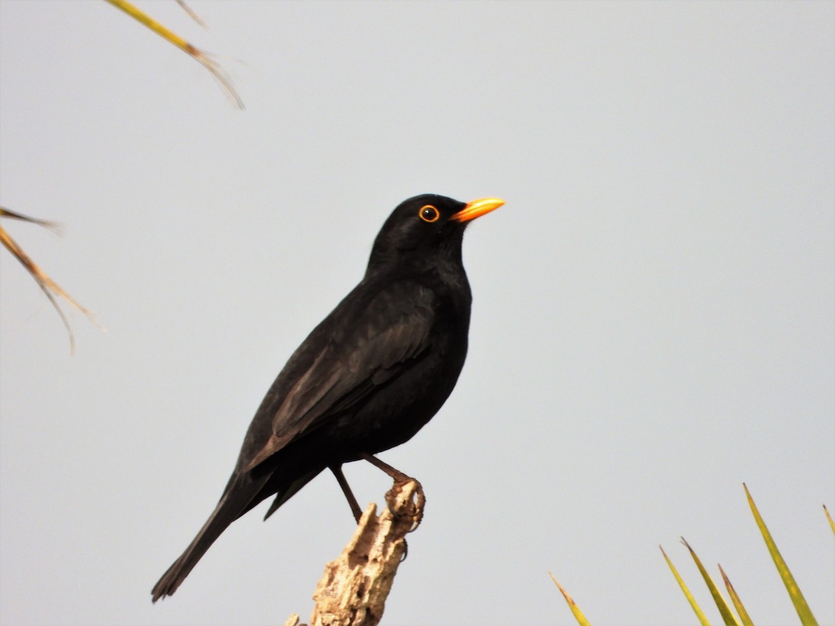 Eurasian Blackbird - PHILIP JACKSON