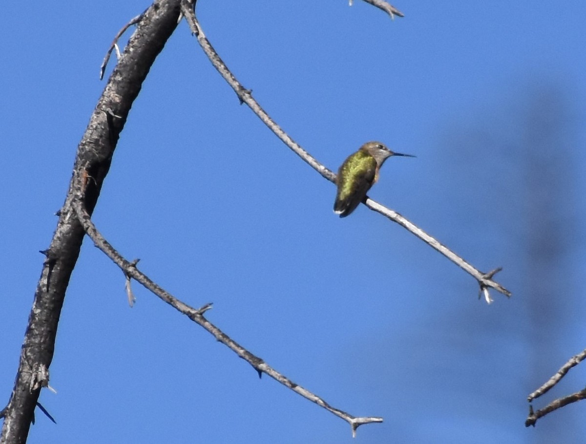 Calliope Hummingbird - ML251545311
