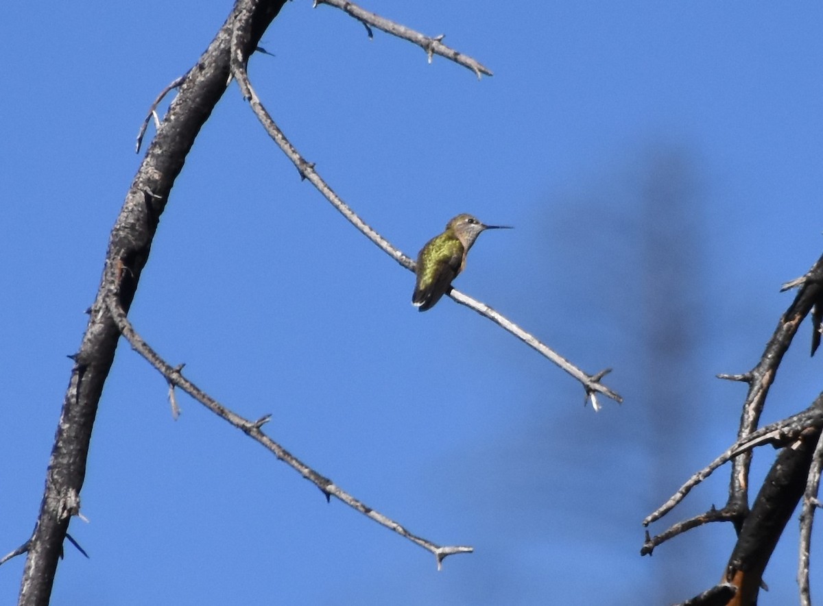 Calliope Hummingbird - Edward Pullen