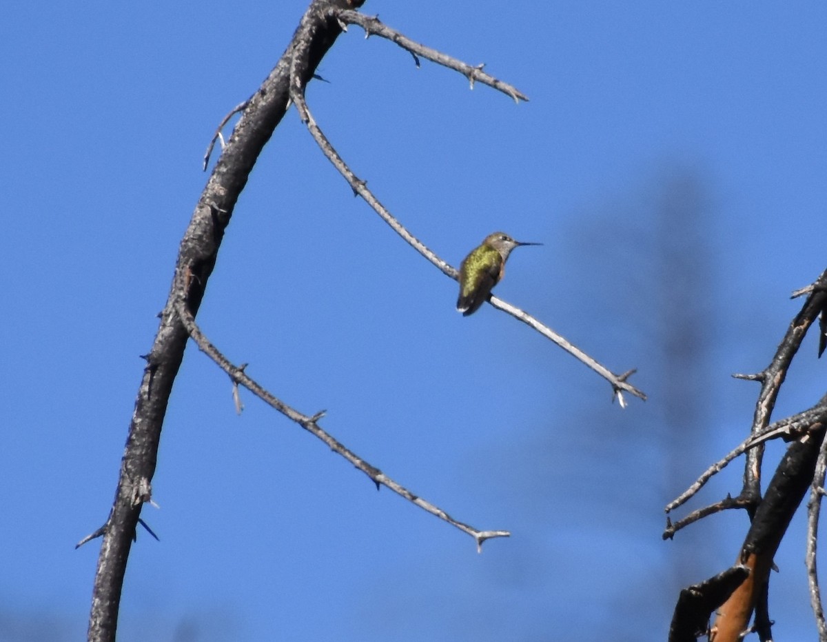 Calliope Hummingbird - ML251545331