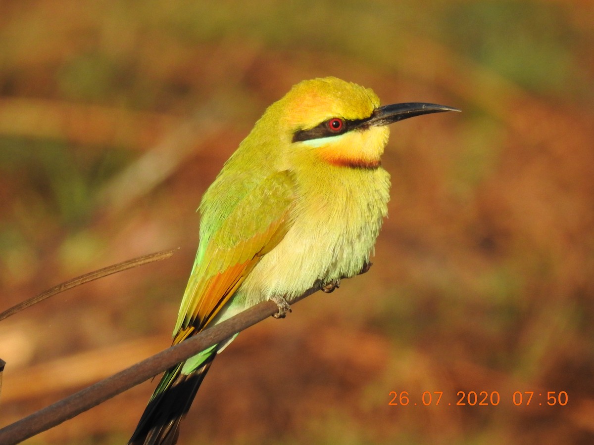Rainbow Bee-eater - ML251547511