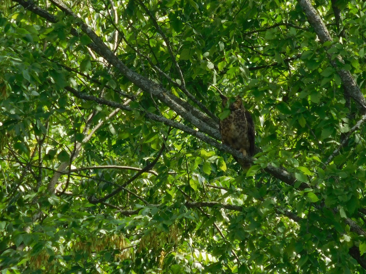 Great Horned Owl - ML251557411