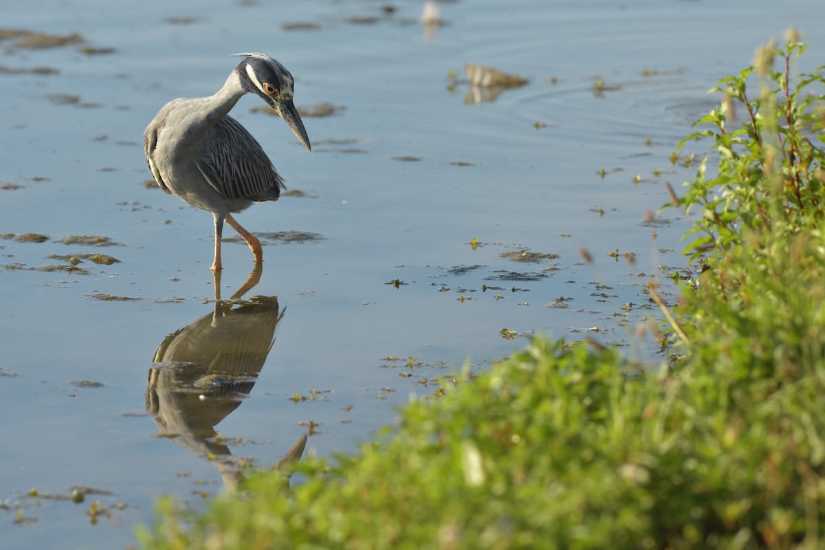 Yellow-crowned Night Heron - Malcolm Gold