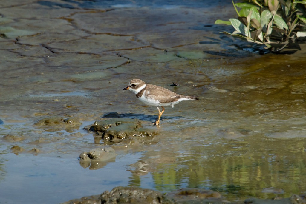 Semipalmated Plover - ML251560511