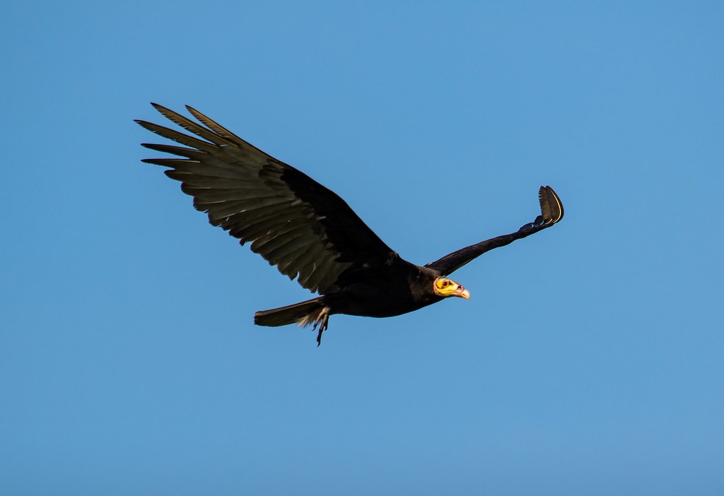 Lesser Yellow-headed Vulture - ML251560871