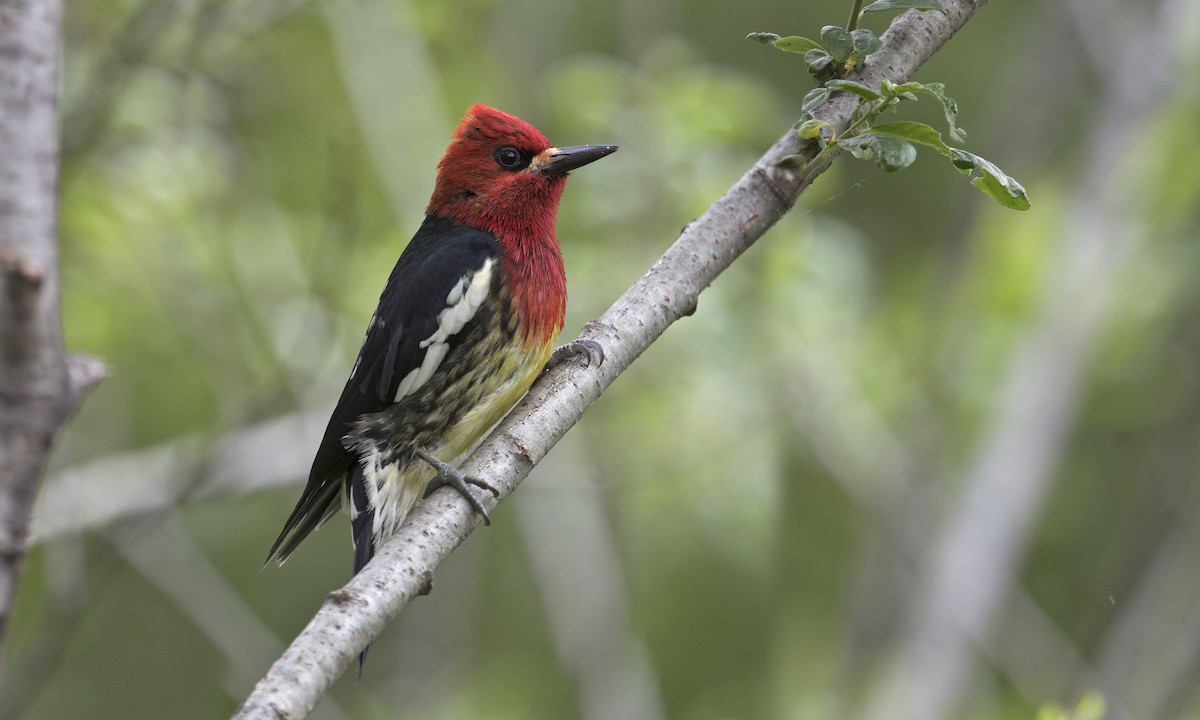 Red-breasted Sapsucker - ML251565441