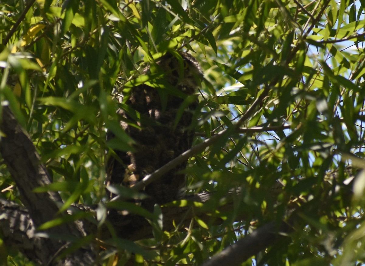 Great Horned Owl - ML251566801