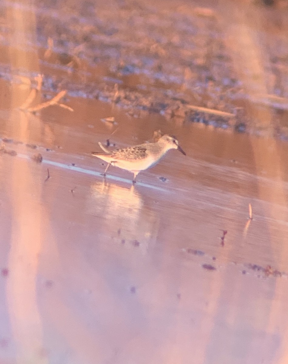 Semipalmated Sandpiper - DT Bowen 🐦‍⬛🪶