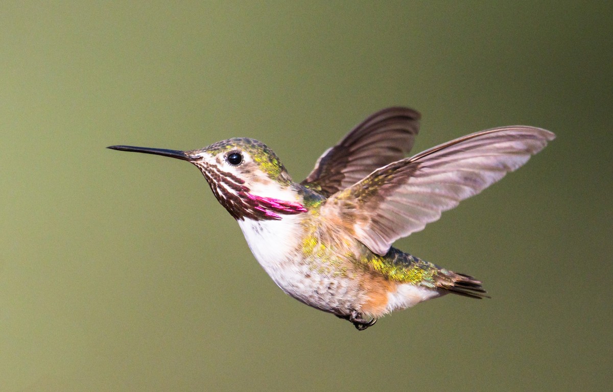Calliope Hummingbird - Jim Merritt
