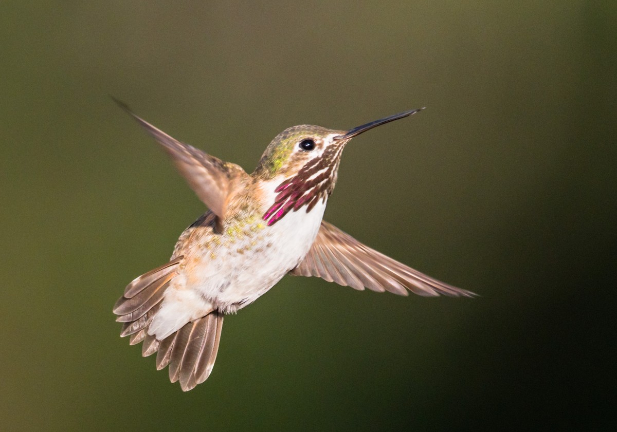 Calliope Hummingbird - Jim Merritt