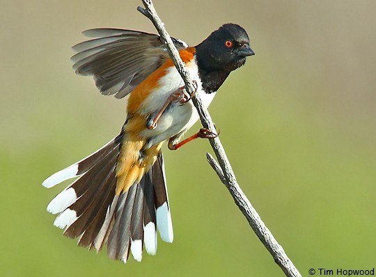 Appearance - Spotted Towhee - Pipilo maculatus - Birds of the World