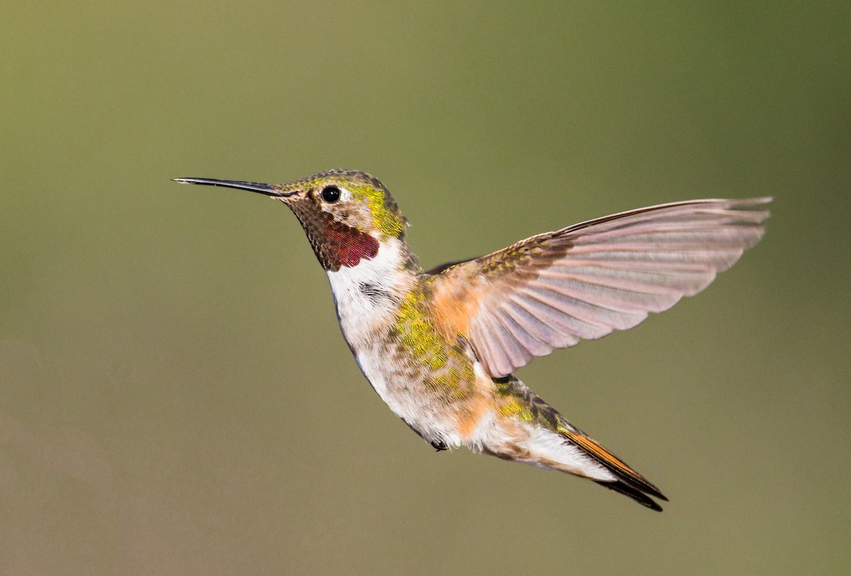 Broad-tailed Hummingbird - ML251569741