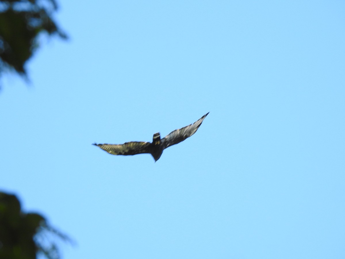 Zone-tailed Hawk - Gabriel Cordón