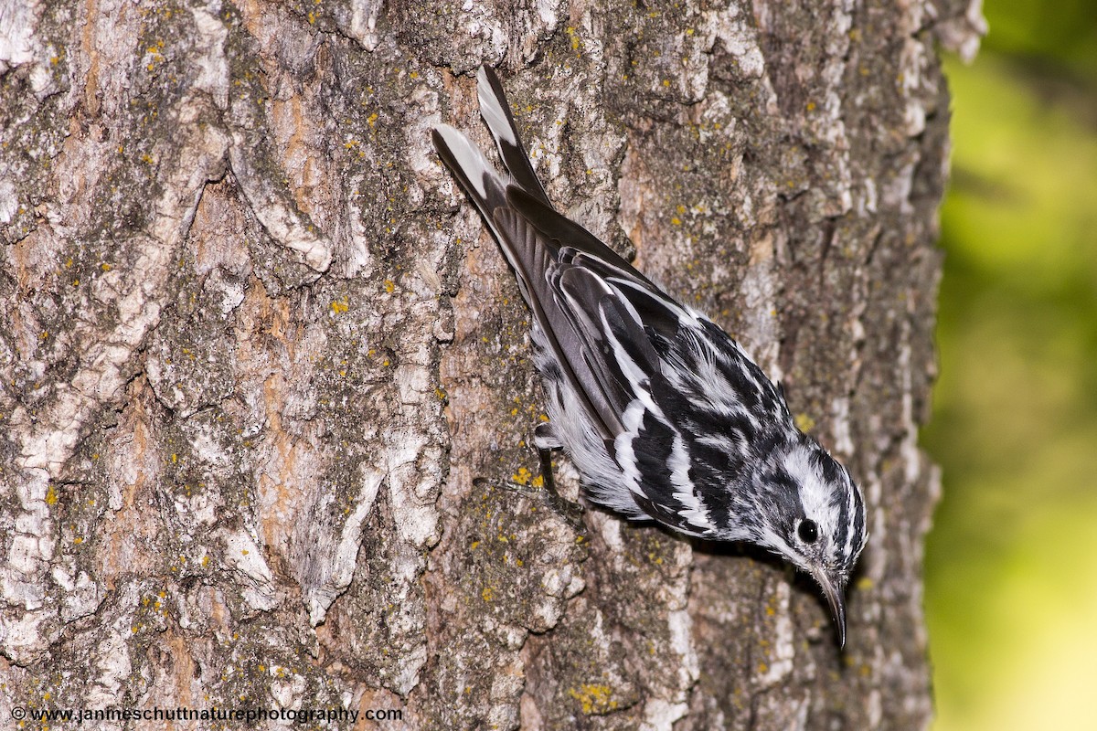 Black-and-white Warbler - ML251574431