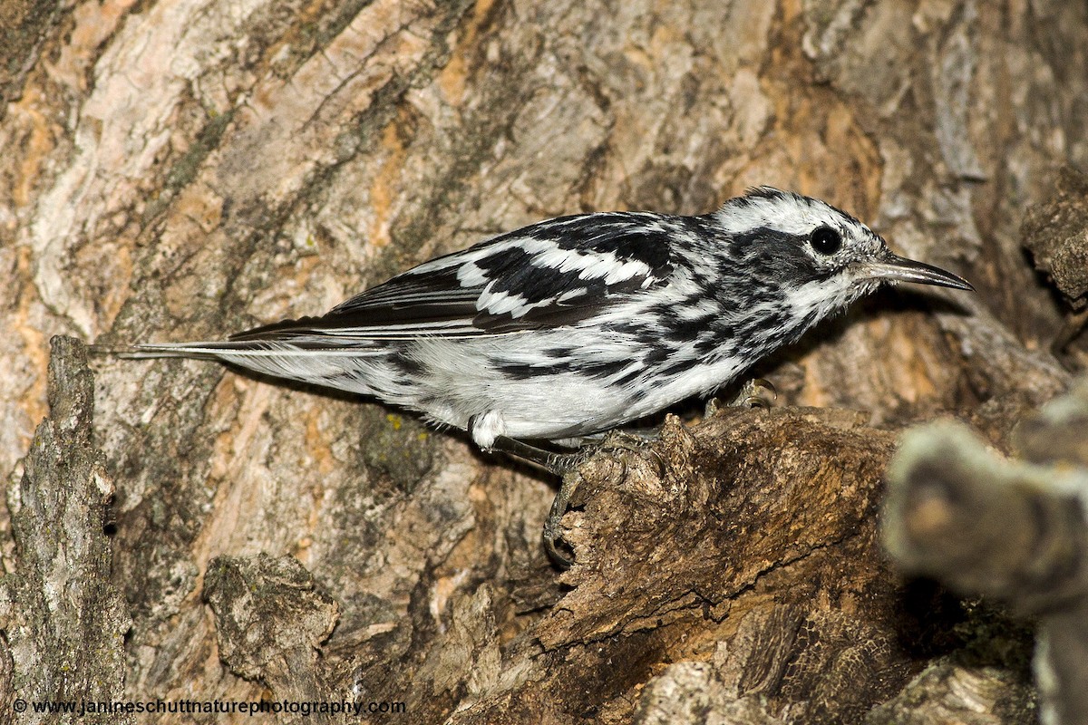 Black-and-white Warbler - ML251574441