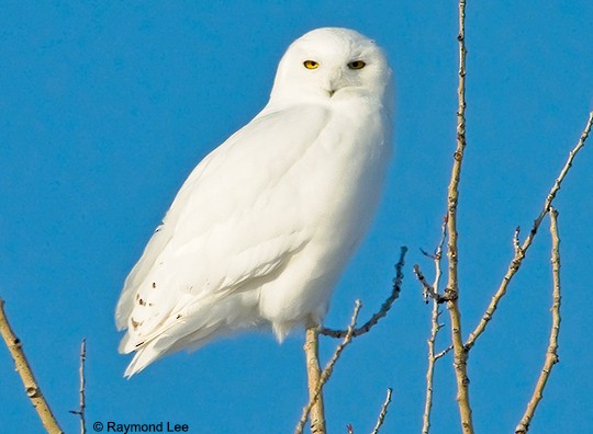 Adult male Snowy Owl, Sturgeon Co., AB, 6 March. - Snowy Owl - 