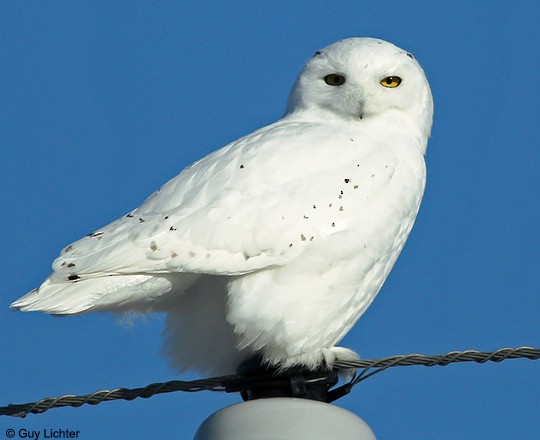 Adult male Snowy Owl, Manitoba, 20 November. - Snowy Owl - 