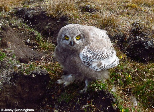 Juvenile Snowy Owl, North Slope, AK, - Snowy Owl - 