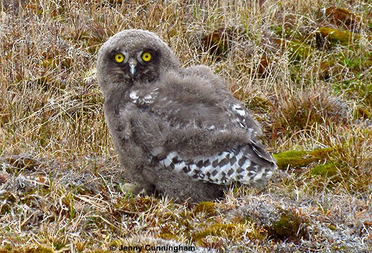 Snowy Owl Juvenile Snowy Owl, North Slope, AK,