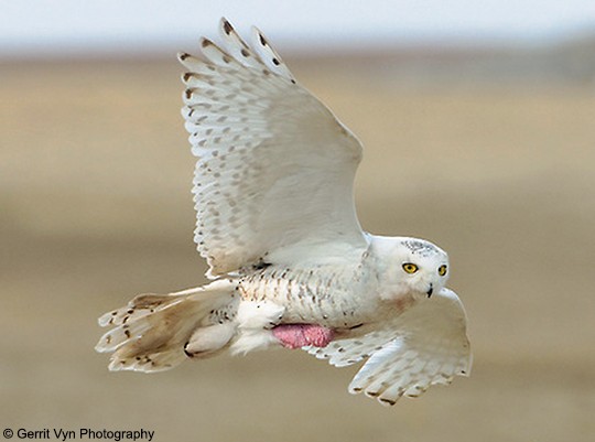 Adult female Snowy Owl in flight, Bathurst Island, NV, June. - Snowy Owl - 