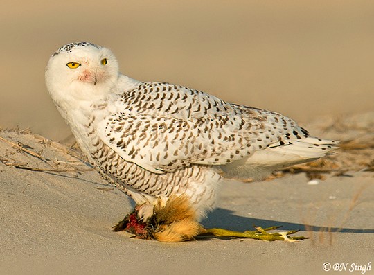 Snowy Owls Hunting