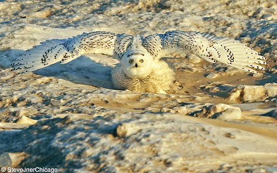 Snowy Owl defensive posture, Montrose, IL, 13 December. - Snowy Owl - 