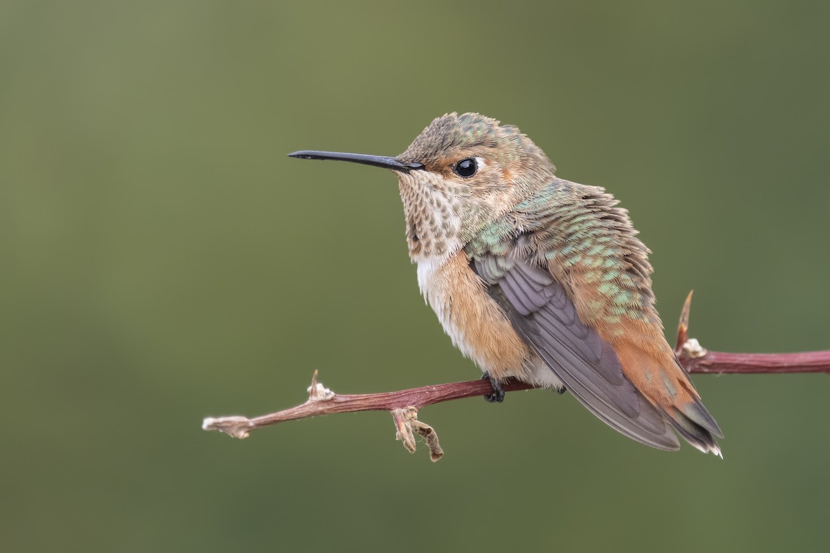 Allen's Hummingbird - Sharif Uddin