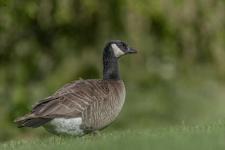 Cackling Goose, ML251588731