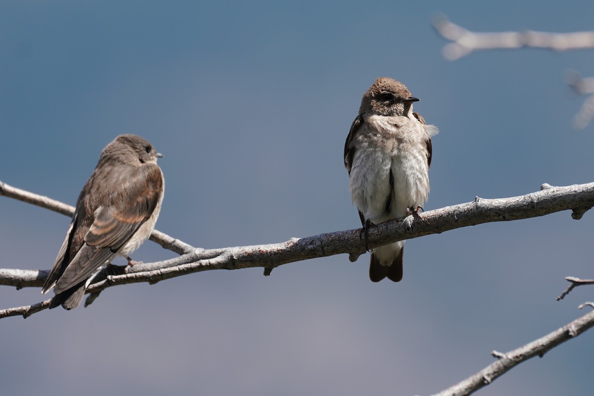 Northern Rough-winged Swallow - ML251592131