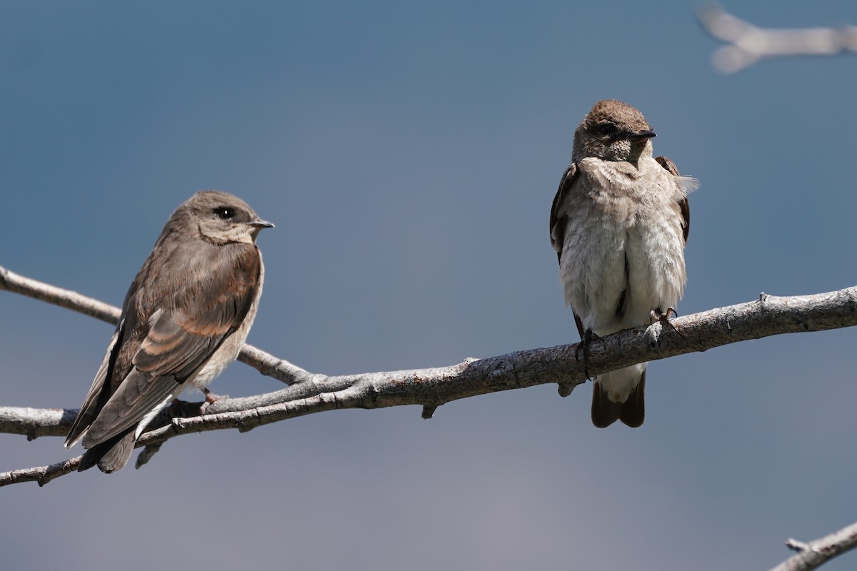 Northern Rough-winged Swallow - ML251592141
