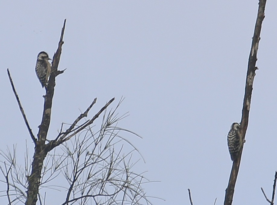 Sunda Pygmy Woodpecker - Neoh Hor Kee