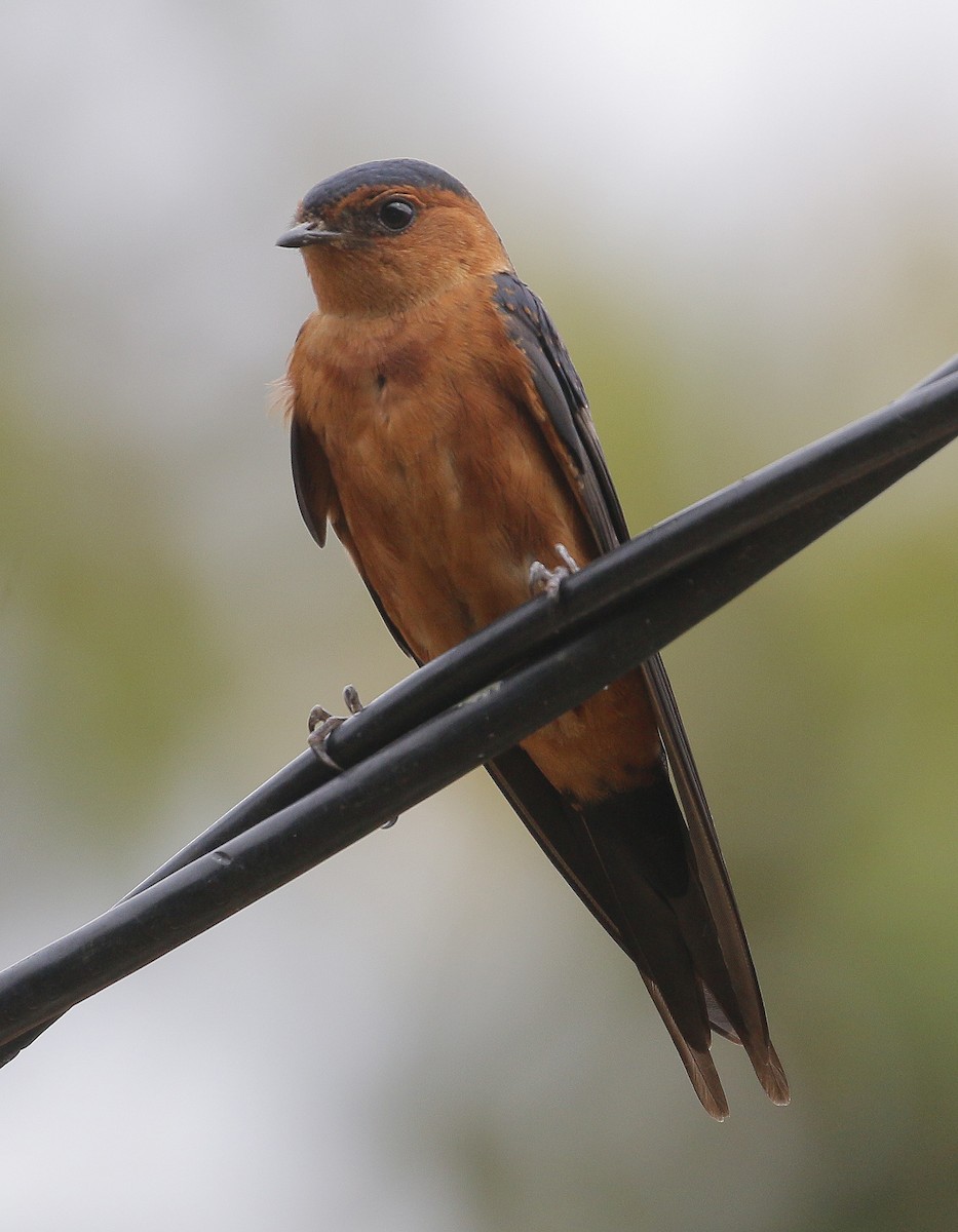 Rufous-bellied Swallow - ML251593241