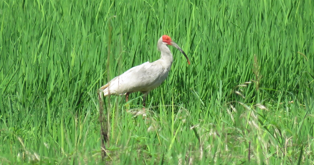 ibis čínský - ML251595521